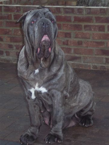 dogs 26 5 2007 133
