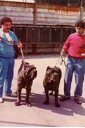 Masaniello and Leone