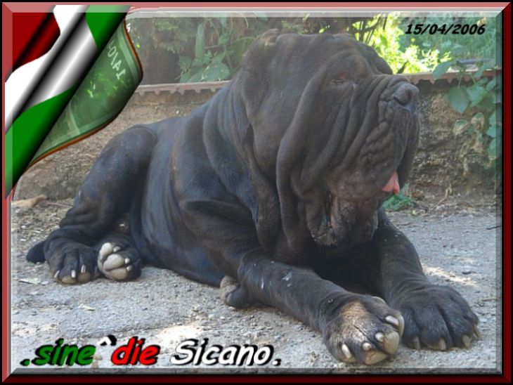 sine^die Sicano 730 blak 13 04 2006 xzx