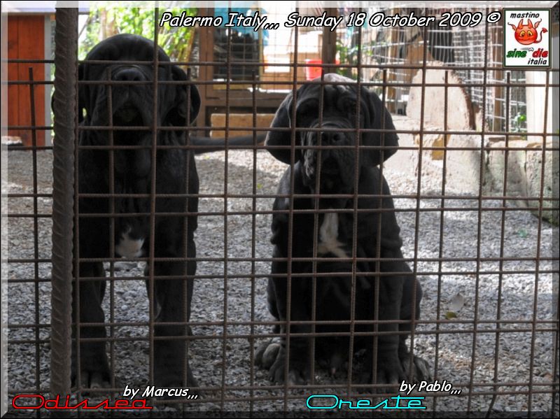 Puppie of Siciliano x Althea