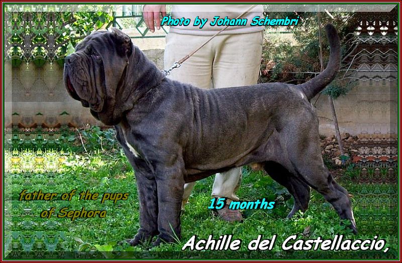 Achille del Castellaccio 15 months bis