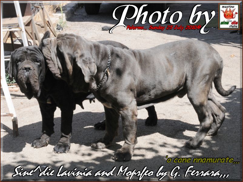 Morfeo in visit my breeding.