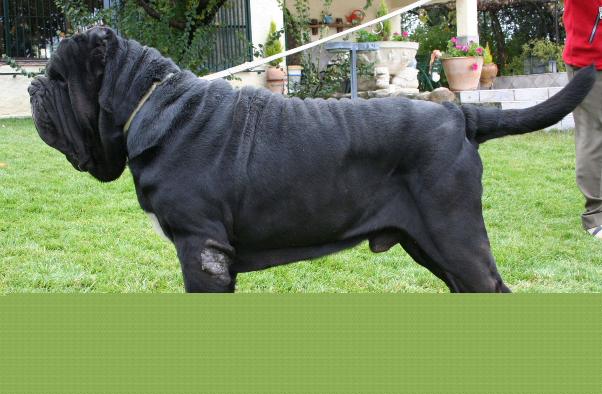 Europe Champion Livio De Azzurra3