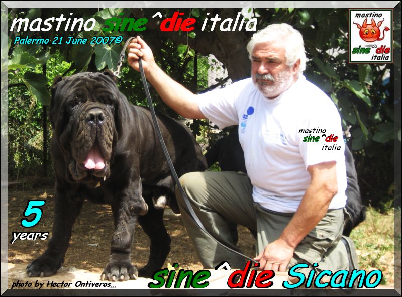 sine^die Sicano 5 years,,, owner & breeder,,, mastino sine^die italia,,, oxo