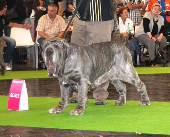 world dog show 2011 229