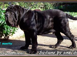 Siciliano by sine^die 11 months photo by Johann