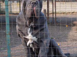 Dogs 18 01 2007 184