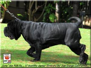 Sine^die Nikita 11 months,,,,