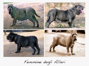 femmine