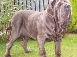 dogs 09 07 2006.a 009