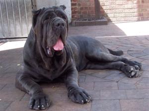 FDA Julis 29072006
