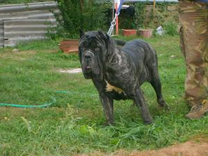 FIGLIA