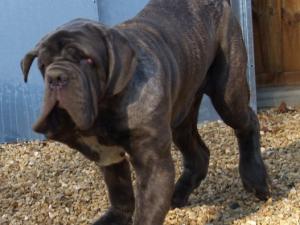 Vito 6 months old