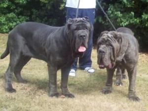 Dogs 29 07 2006.aa 110