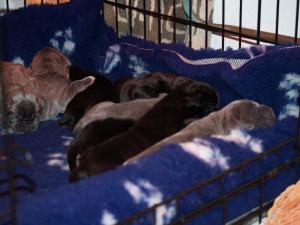 dogs 20 5 2007 027