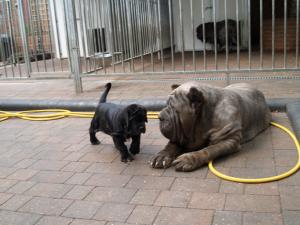 26 07 2008 pups 030