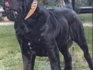 carnera010001