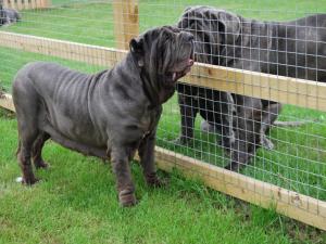 dogs 31 08 2008 061
