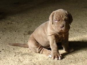 puppy