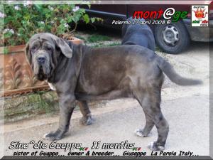 Sine^die Guappa 11 months,,, son of Tzunami by Patrizio Italia