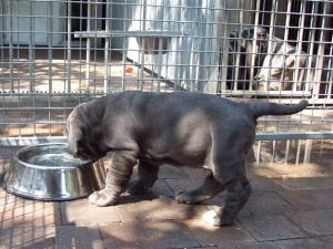 pups LUNA X VELENO 02 06 2007 021