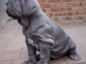 pups LUNA X VELENO 06 06 2007 008