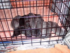 Allegra puppies 15 5 2007 002