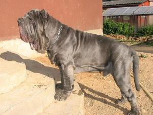 Ascanio_10001