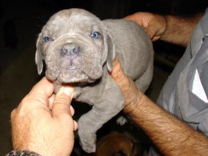 puppy3