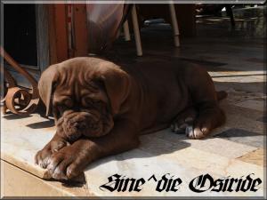 Sine^die Osiride 45 days