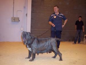 Discover dogs 11 11 2006 007