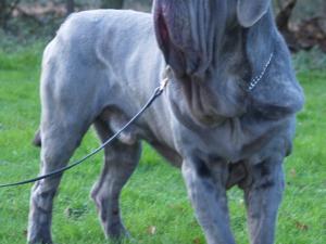 dogs 28 01 2007 038