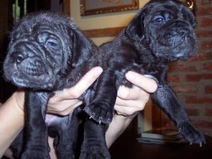 Hartu and Circe pups 02 07 2008 044