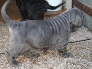 Cachorros rayna y bliss 1 mes03