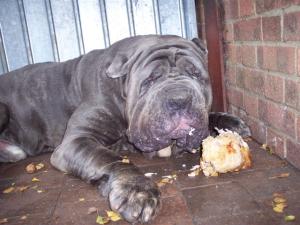 Veleno eating whole chickens, he has two or three a day (as snacks!)