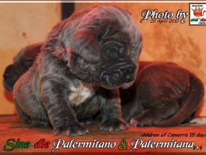 Sine^die Palermitano and Palermitana 15 giorni,,,,