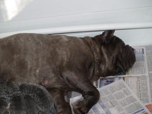 Lunas pups  20 04 2007 008