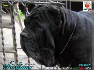 Siciliano son of sine^die Sicano 21 June 2007 owner breeding mastino sine^die italia