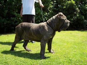 dogs 24 06 2006.a 036