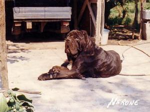 Nerone01