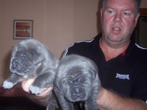 Dogs 13 08 2006.aa 010