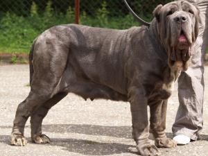 dogs 20 5 2007 142