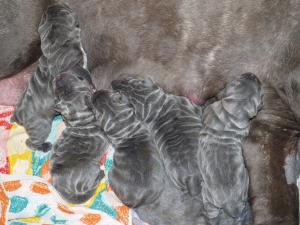 Lunas pups  20 04 2007 011