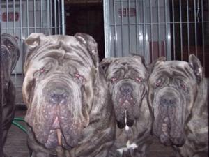 dogs23 12 2006 012