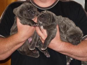 Lunas pups 5 5 2007 047