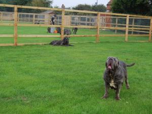 dogs 31 08 2008 020