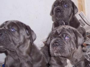 dogs 26 5 2007 088