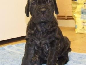 Rayvonley male age 6 weeks (2)