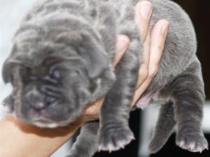 Lunas pups  27 04 2007 009