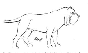 mastino004
